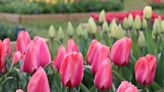 Wicked Tulip is now open for the 2024 season. What to know and other tulip picking spots