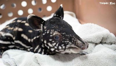 北市動物園「貘莉」產子 網友歪樓搶命名：「當然是貘麗紅！」 │ 旅遊頻道 │ 三立新聞網 SETN.COM