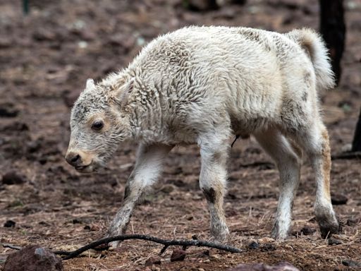 Yellowstone debunks rumors, white buffalo calf named Wakan Gli
