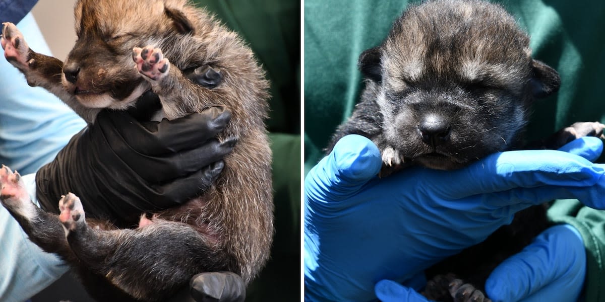 Arizona Game and Fish celebrates 100th Mexican wolf pup fostered into the wild