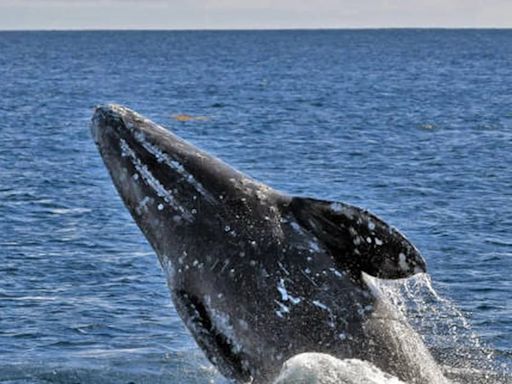 Las ballenas grises del noroeste del Pacífico se están volviendo más pequeñas, dice un estudio