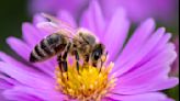Fewer bees and other pollinating insects lead to shrinking crops