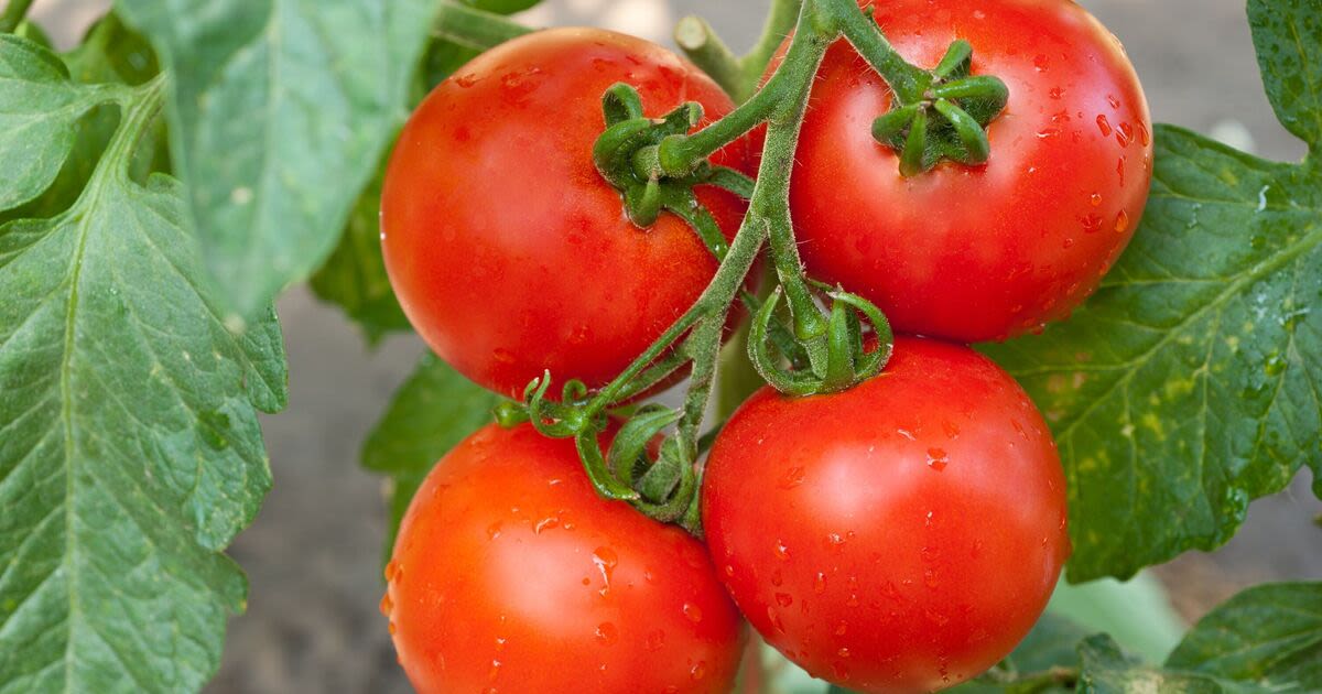 Tomatoes will grow bigger and sweeter when given one kitchen scrap they love