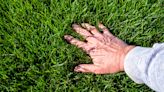 How to make your lawn thicker in 7 simple steps