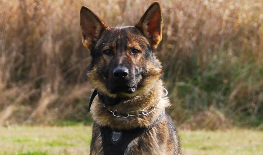 Vancouver Police announce passing of retired K9