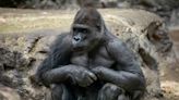 Buffalo Zoo mourns loss of popular gorilla