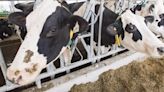 Canada expanding surveillance, increasing testing for avian flu in milk