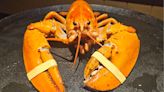 Fans de un equipo de fútbol salvan a una langosta naranja de terminar en un plato de un Red Lobster