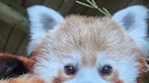 Utah’s Hogle Zoo mourns red panda loss