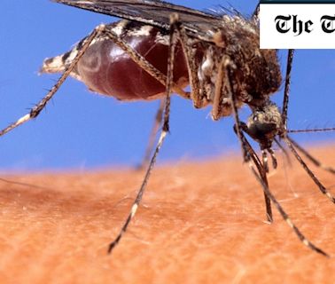 West Nile fever surges in Israel