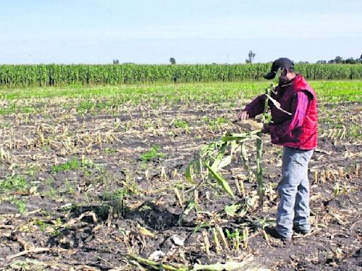 Sequía afecta producción de granos, hortofrutícolas y caña de azúcar