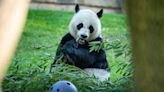 Pandas to return to US; pair to live at San Diego Zoo