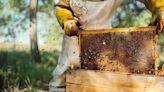 El frío húmedo así afecta a las abejas para producir miel