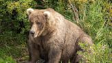 Fat Bear Week Returns to Alaska's Katmai Park with 12 Hefty Hibernators Vying for the Title