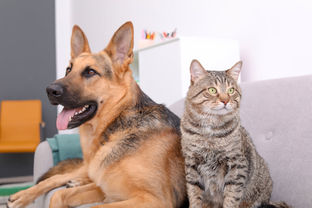 Is Pet Insurance Worth It? Understand the Pros and Cons — Best Life