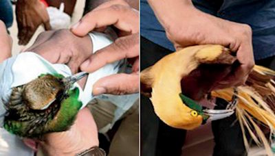 Mumbai: Rare birds seized from air passenger