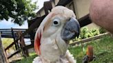 Utica Zoo says goodbye to cockatoo, Polly, who loved to say, 'Hello'