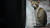 South Korean man sentenced to 14 months in jail for killing 76 cats