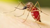 Mosquito-fighting drone takes flight in South Florida, a ‘huge difference’ to keep insects at bay