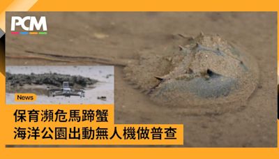 保育瀕危馬蹄蟹 海洋公園出動無人機做普查