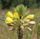 Oenothera