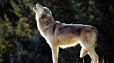 Northwest ecosystems changed dramatically when wolves were nearly exterminated, study finds