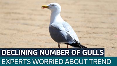 Concern for bird experts as numbers of gulls continue to decline - Latest From ITV News