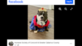 Lovable dog with ‘adorable snort’ needs a home in North Carolina. ‘Patiently waiting’