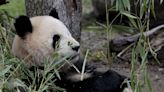 China enviará a España una nueva pareja de pandas el 29 de abril