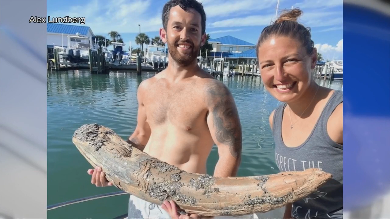 Diver discovers prehistoric mastodon tusk off Venice coast - WSVN 7News | Miami News, Weather, Sports | Fort Lauderdale