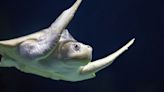 Rescued Sea Turtle swims onto exhibit at the National Aquarium