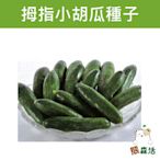 ～全館滿790免運～拇指小胡瓜種子(拇指小黃瓜) Cucumber-約20粒【熊森活】