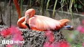 Flamingo lays egg at Paradise Park for first time in five years