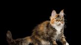 Maine Coon Cat Shadow Boxing His Own Reflection Is Too Cute for Words