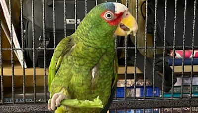 Pepper, the foul-mouthed parrot, has found a home