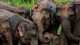 A herd of sleeping elephants 'got drunk' after they pilfered pots of traditional liquor made by Indian villagers, reports say