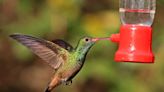 Hummingbirds: 12 species of the beautiful birds you may encounter in Mississippi this fall