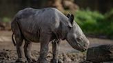 English Zoo Celebrates Birth of Eastern Black Rhino, One of World's Rarest Mammals: 'The Most Incredible Privilege'