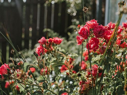 Monty Don's gardening tip to 'encourage repeat flowering' on rambling roses