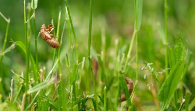 Which cicada broods are emerging where? Here's a map for Illinois