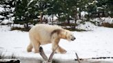 Ancient skull reveals how all brown bears carry genes of polar cousin