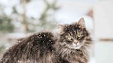 116 Winter Cat Names