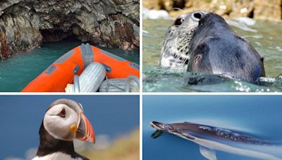 'Magical' seaside boat trip in Pembrokeshire among the UK's best - see why