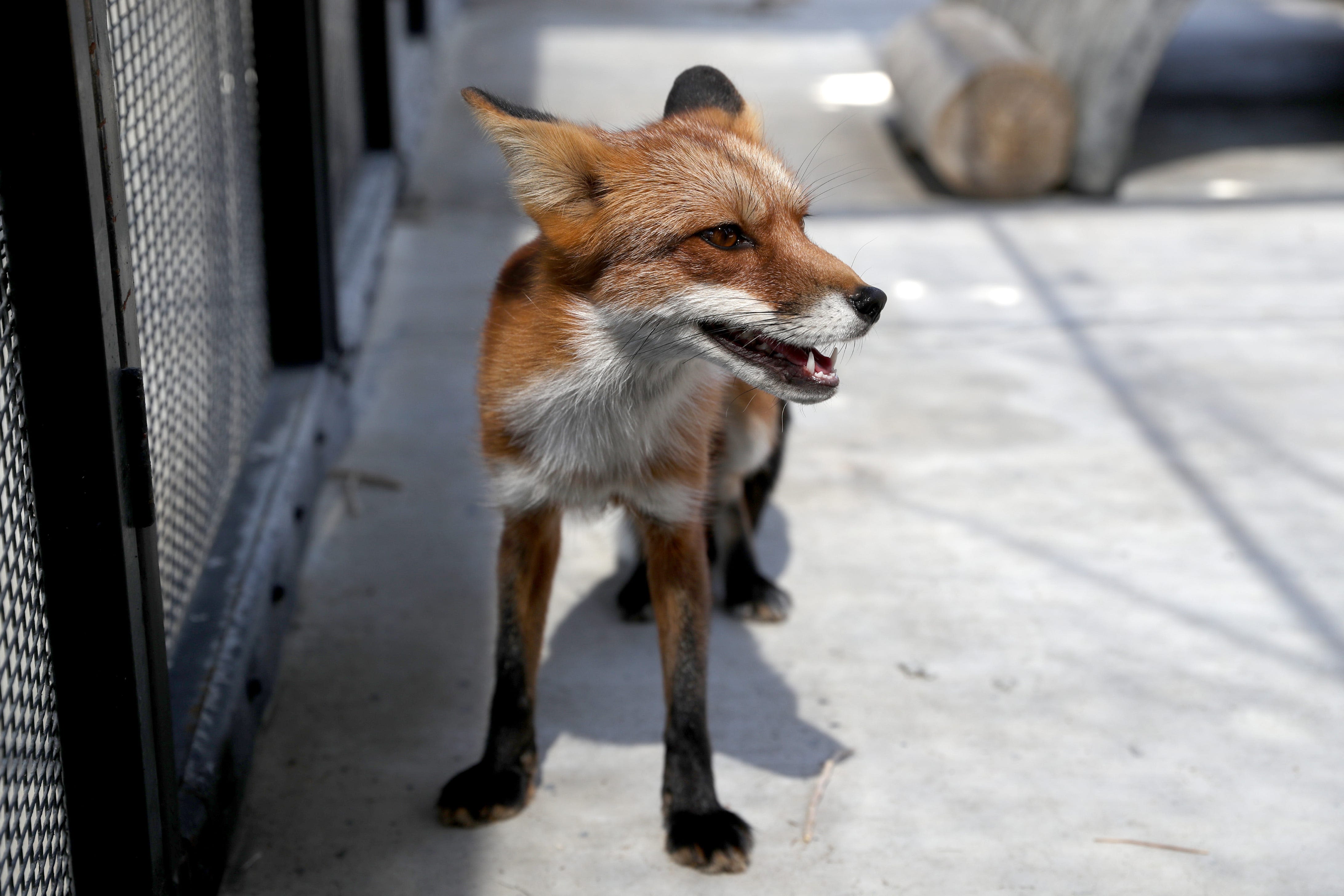 Line Fire: Big Bear zoo animals find safe haven from smoke at Living Desert in Palm Desert