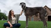 Cachorro mais alto do mundo é reconhecido pelo "Guinness"; veja altura e imagens