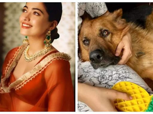 Heartbroken Rashmika Mandanna mourns the death of her pet 'goodest boiii' Maxi: We’ll miss you... | Hindi Movie News - Times of India