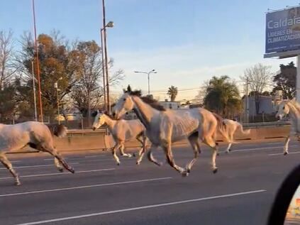 Más de 40 caballos sueltos galoparon en Panamericana a la altura de Don Torcuato