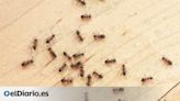 Cómo proteger tu casa y tu cocina de las hormigas
