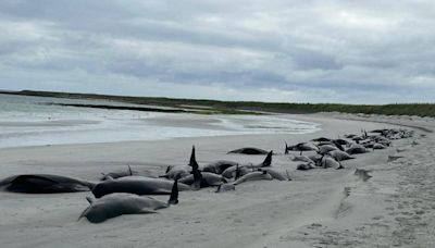 77 whales stranded on Scottish beach as rescuers make attempts to save pod