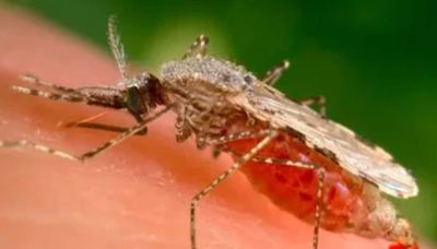 Kerala Health Officials Warn Against Vector-borne Diseases As Monsoon Arrives - News18